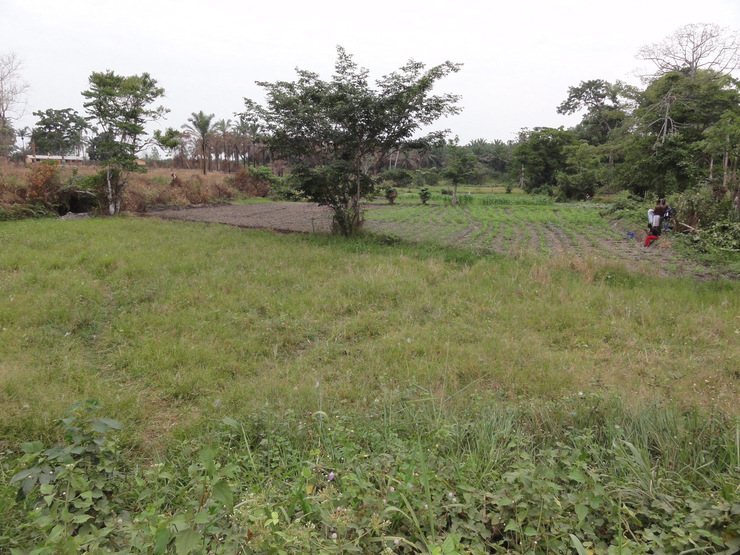 Rice farming in the countryside around Bo, Sierra Leone