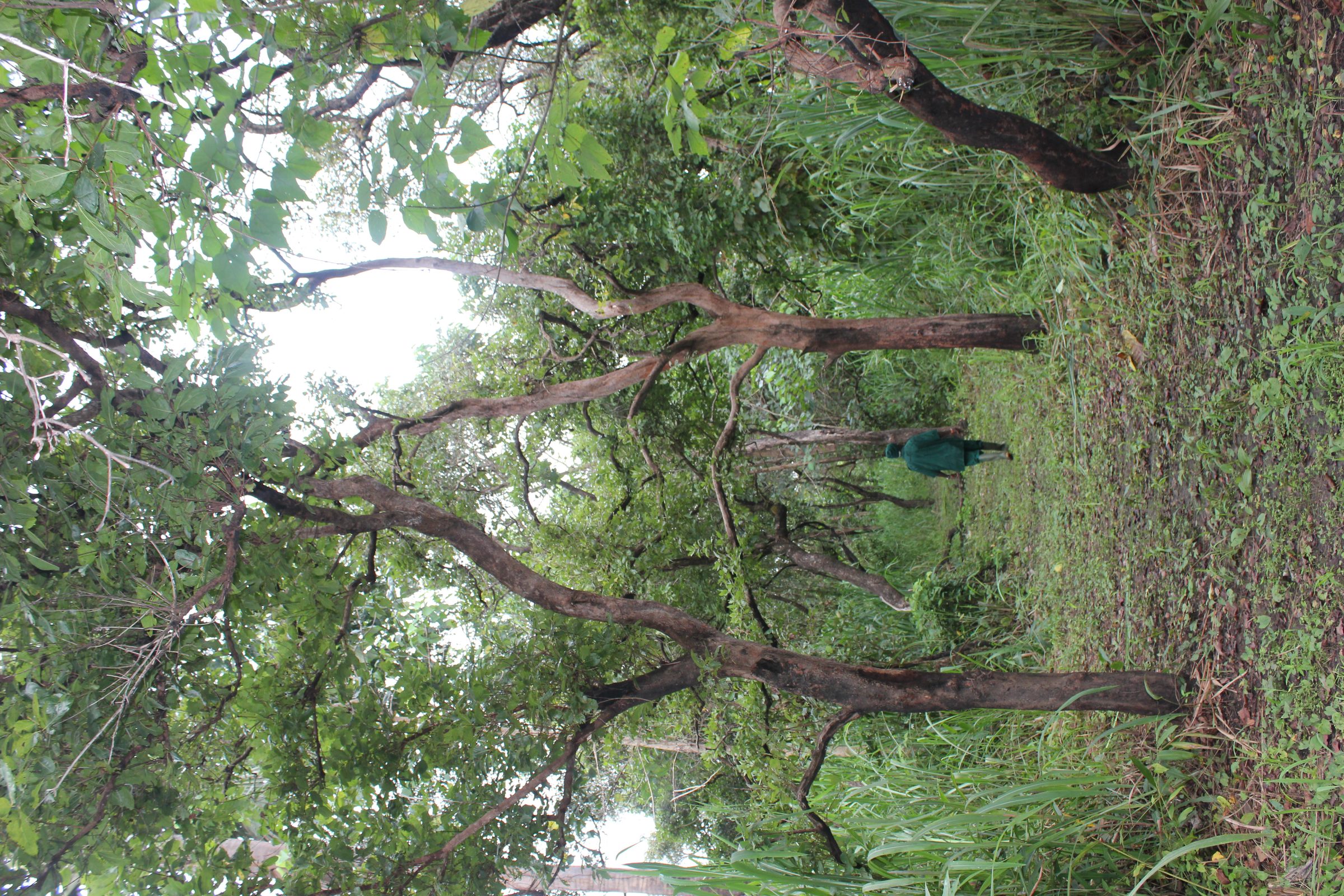 The Karangia Trail in Outamba-Kilimi National Park, Sierra Leone