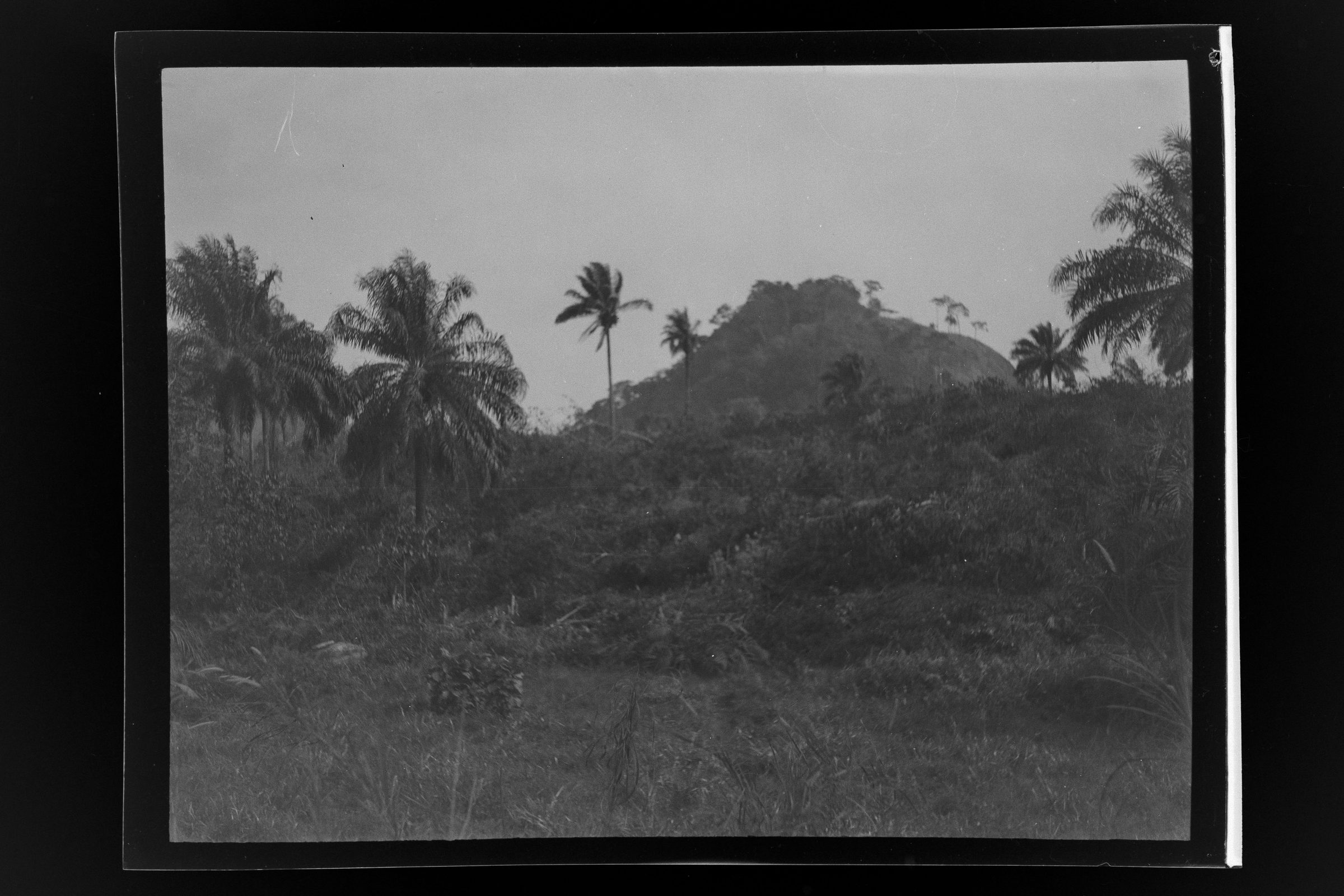 Forested hills in the Gola Rainforest area of Sierra Leone