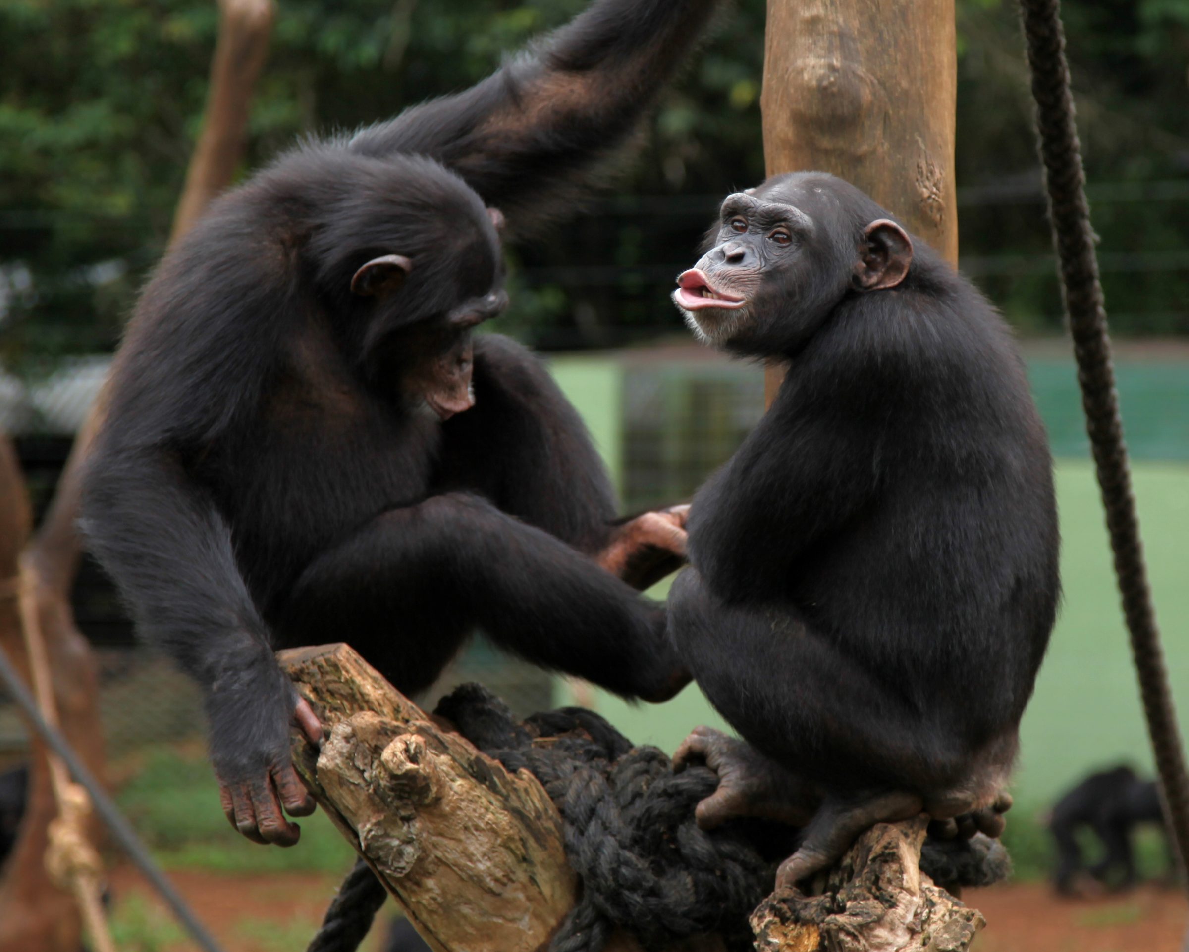 Chimpanzees at Tacugama Chimpanzee Sanctuary near Freetown